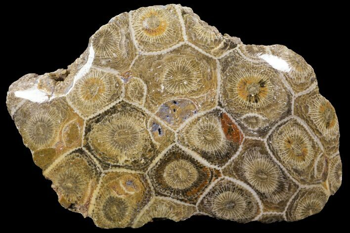 Polished Fossil Coral (Actinocyathus) - Morocco #100576
